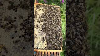 BeeCovered Honeycomb amp Full Hive 🐝✨ A Beekeeping Marvel honeycomb hivelife beekeeping [upl. by Clerissa]