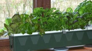 How to Hydroponic Herb Gardening [upl. by Nallaf]