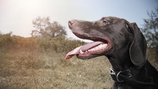 How to Keep Your German Wirehaired Pointer Mentally Stimulated [upl. by Notyrb]