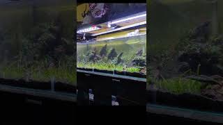 undergravel filter aquascape [upl. by Yelad785]