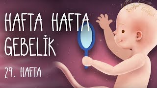 Hafta Hafta Gebelik 29 hafta [upl. by Barrus14]