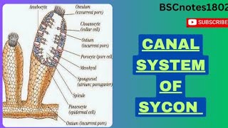 canal system of sycon  bsc 1 st year  zoology first paper [upl. by Euridice]