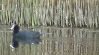 Tench fishing at the local lake video 28 [upl. by Bang]