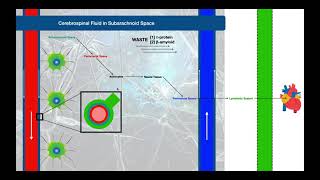 The Glymphatic System EXPLAINED  Review of CSF Flow [upl. by Whitcomb]