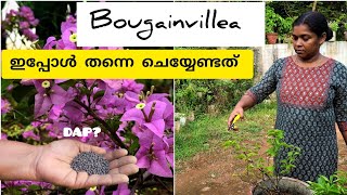 ഞാൻ ചെയ്യുന്നത് Bougainvilleaക്ക് ഇപ്പോൾ തന്നെ ചെയ്യേണ്ടത്Bougainvillea plant care [upl. by Ettenrahc]