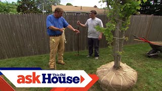 How to Plant a LargeShade Tree  Ask This Old House [upl. by Graniah928]