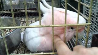 Major Mitchell Cockatoo Baby at pet shop [upl. by Angid]