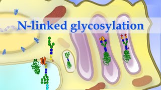 Short animation of Nlinked glycosylation of alpha1 antitrypsin [upl. by Eornom]