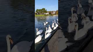 Swans patrolling Thanks for watching [upl. by Mallory]