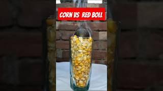 Corn vs Red boll experiment experiment shortsfeed [upl. by Hsara]