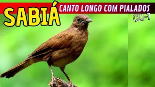 CLI7 CANTO DO SABIÁ DA CANTO LONGO COM PIALADOS [upl. by Mendelson]