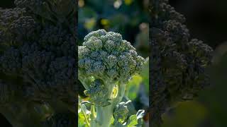 The Superfood Evolution of Broccoli and Cranberries susperfoods plantbreeding [upl. by Kasper]