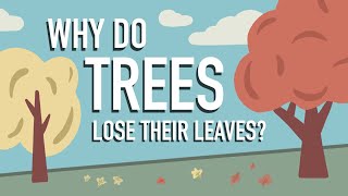 Why Do Trees Lose their Leaves [upl. by Stephie]