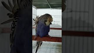 English japanese hagoromo helicopter birds parrot trendingshorts love highlights budgies [upl. by Hsreh]