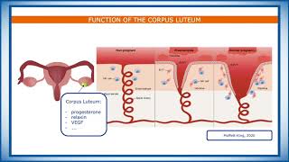 The Chamber of Secrets Endometrial Preparation and Embryo Transfer [upl. by Illak256]