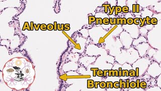 Lung Respiratory Histology  Take a Deep Breath Itll Be Okay [upl. by Ard178]