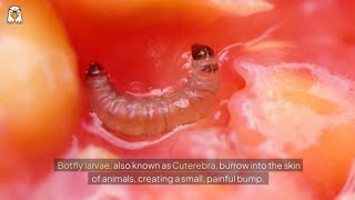 Rescue Animal  Botfly Larva Removed From Animal [upl. by Eeclehc658]