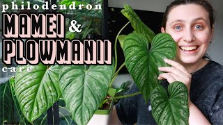 Philodendron Mamei amp Plowmanii Care🪴 how to care for terrestrial philodendron [upl. by Arok]