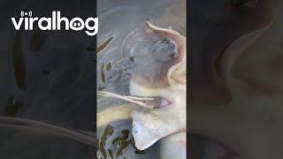 Stingray Gives Birth To Live Pups  ViralHog [upl. by Chadabe]