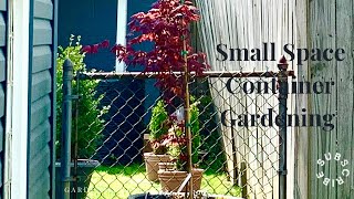 Planting a Bloodgood Japanese Maple in a large container [upl. by Giuseppe]