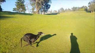 Beautiful 3 years old greyhound running and playing [upl. by Nylasej]