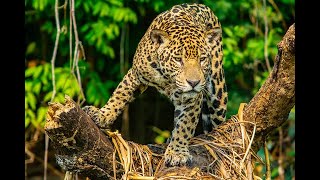 Leopard Attack Man  Wild Animal Attack in Forest  Indian leopard attack video [upl. by Rehtae]