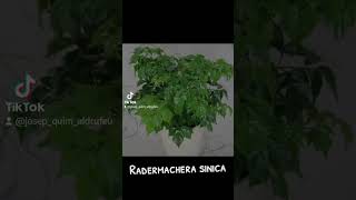 Radermachera sinica [upl. by Randolf]