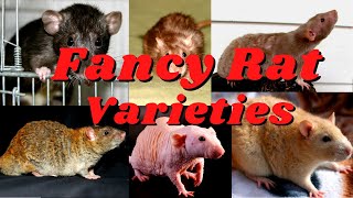 Meet the 7 Unique Rat Types From the Fluffy Dumbo to the Glossy Satin [upl. by Tripp]