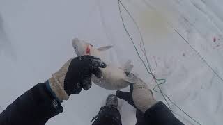 Broad Whitefish under ice fish net In Peel River by Aklavik NT [upl. by Payson]