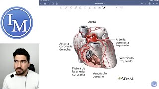 Anatomía  Sistema Cardiovascular  Inductivo a la Facultad de Medicina [upl. by Prader]