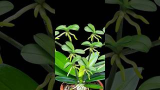 Orchid easy propagation farming garden diy [upl. by Annaesor]