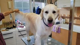 Golden Retriever grooming by Rita Szakacs [upl. by Nonnerb]