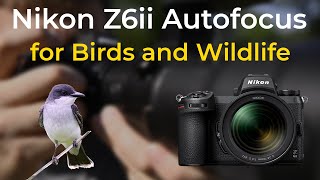 Nikon Z6ii  Autofocus Guide for Wildlife and Bird Photography [upl. by Hakeber]