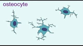 AP1 BONE OSTEOBLASTS amp OSTEOCYTESavi [upl. by Nikolos704]