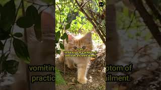 Cat Problems and Health Issues causes symptoms and treatments 15 Vomiting [upl. by Berky]