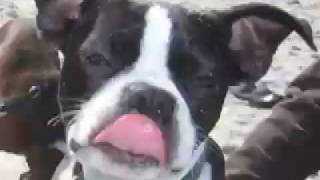 Funny Boston Terrier Super Hank [upl. by Josh522]