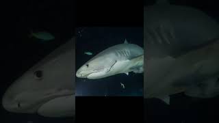 What’s better than Tigers Shark Tigers at night🦈🤿🌊shorts youtubeshorts viralvideo trending [upl. by Gabler]