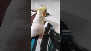 Crazy Cockatiel Singing Movement [upl. by Ltihcox]