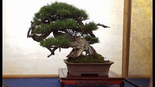 Pinus mugo Bonsai by Enzo Mugo Ferrari  Winner at the EBA Vilnius Convention 2015 [upl. by Rowan457]