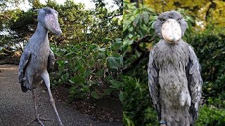 10 Aves Exóticas Únicas En El Mundo [upl. by Aneleh]