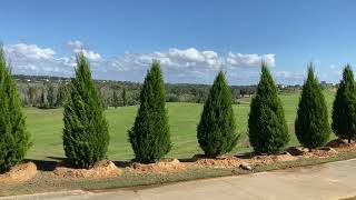 Brodie Juniper ScreenThe Tree PlantersPlanted and Guaranteed50 Years of Experience [upl. by Booze118]