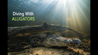 Snorkeling With Alligators in the Florida Everglades  Keith Ladzinski [upl. by Ragucci]