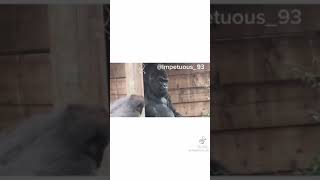 Gorilla voiceover impetuous93 [upl. by Hume544]