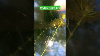 Widow Tetra Fry ஏன் பொறித்தது 😇😇 [upl. by Pangaro]