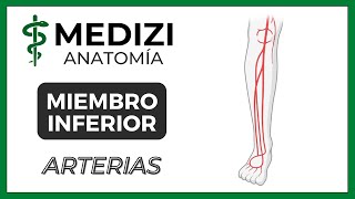 Anatomía de Miembro Inferior MMII  Arterias Femoral [upl. by Ydnamron]