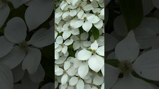 ヤマボウシJapanese dogwoodCornus kousa [upl. by Kramnhoj]