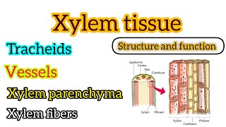 Xylem tissue detail explain  type of xylem tissue  detailvideo viral trending lecture botany [upl. by Morty696]