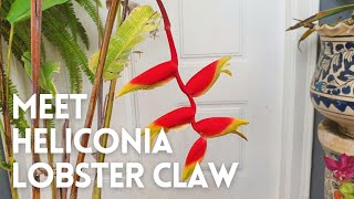 How to Grow Heliconia Rostrata in a Pot  Heliconia Lobster Claw [upl. by Nenerb979]