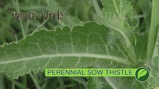 Weed of the Week 1064 Perennial Sow Thistle Air Date 82618 [upl. by Ecadnac]