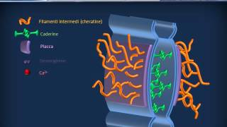 Membrana cellulare  Adesione [upl. by Nired]